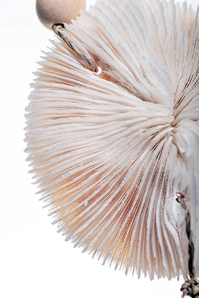 REEF Coral Wall Decoration 12x65 cm | Handcrafted Ocean-Inspired Art